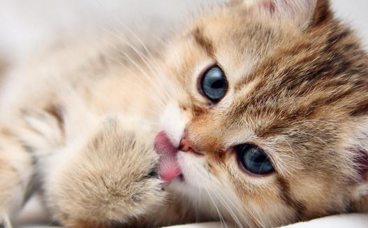 动物疫病诊断仪：猫弓形虫是什么？