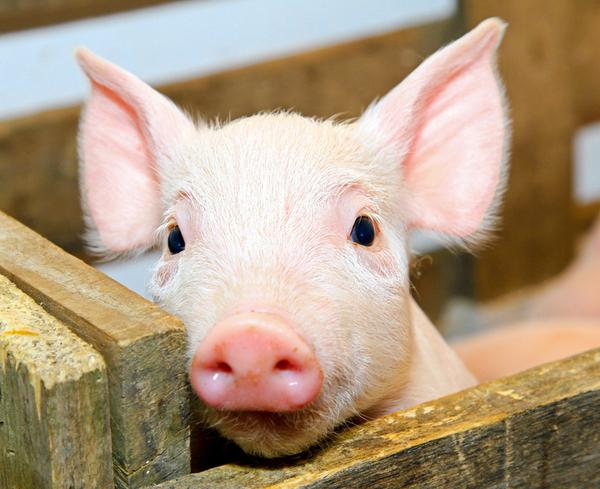 非洲猪瘟检测仪有哪些型号？