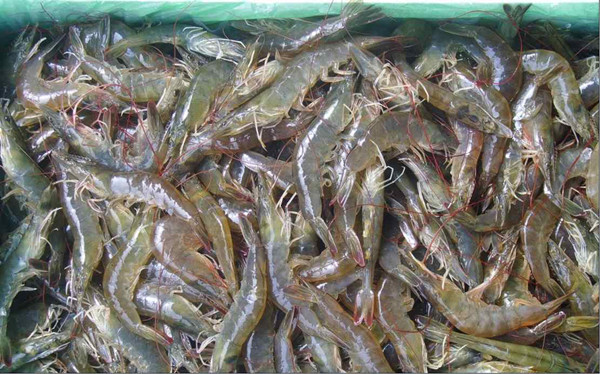 水产品检测仪器设备 水产品检测仪器设备