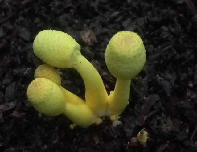 孢子捕捉仪 孢子捕捉仪